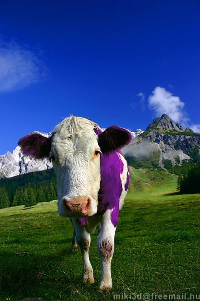 File:Milka cow by miki3d.jpg